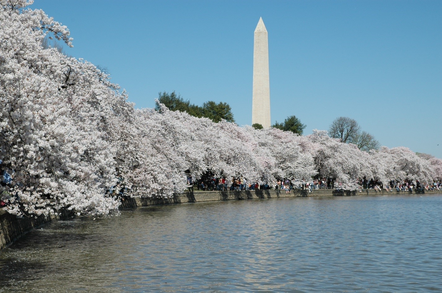 Things to do in DC: 2016 National Cherry Blossom Festival, Mar. 20 – Apr. 17 Things to do in DC: 2016 National Cherry Blossom Festival, Mar. 20 – Apr. 17