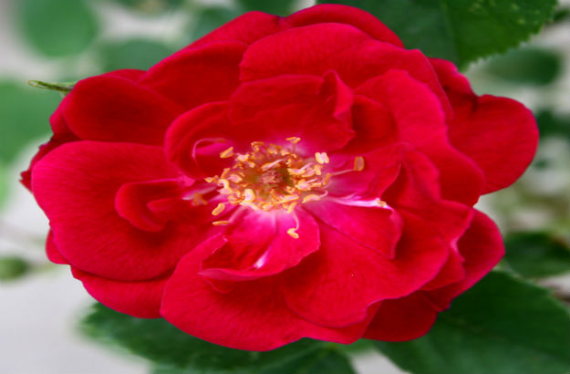 The Real Meaning of Red The Real Meaning of Red