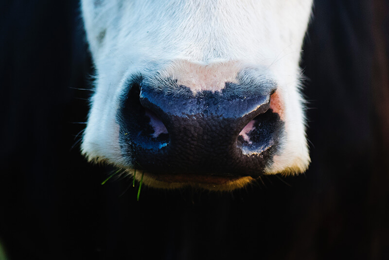 The solutions to the ‘sacred cows’ of higher education The solutions to the ‘sacred cows’ of higher education